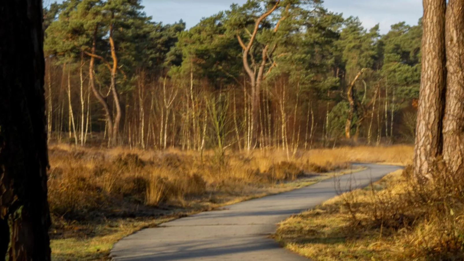 Tiny house Zwarte Mees-Gebieden zomer 5km