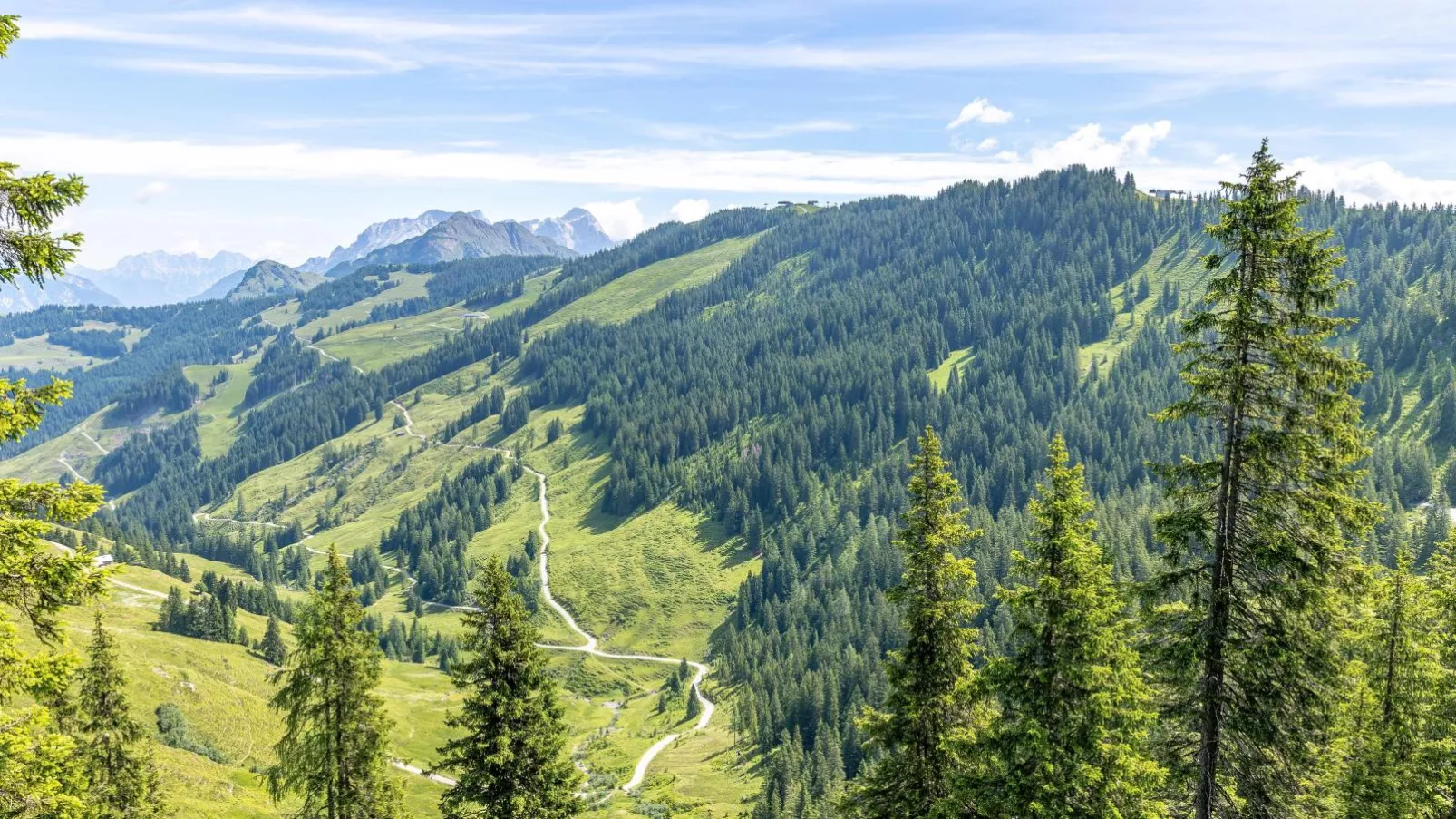 Alpensteinbock Saalbach D-Gebieden zomer 20km