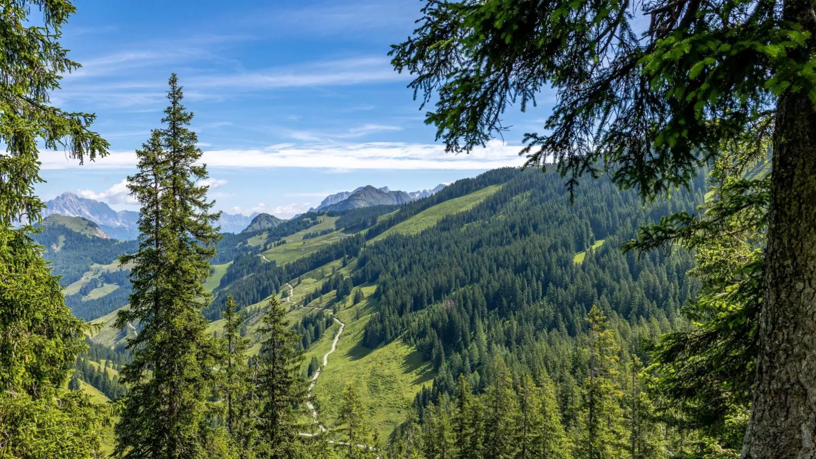 Alpensteinbock Saalbach A-Gebieden zomer 20km