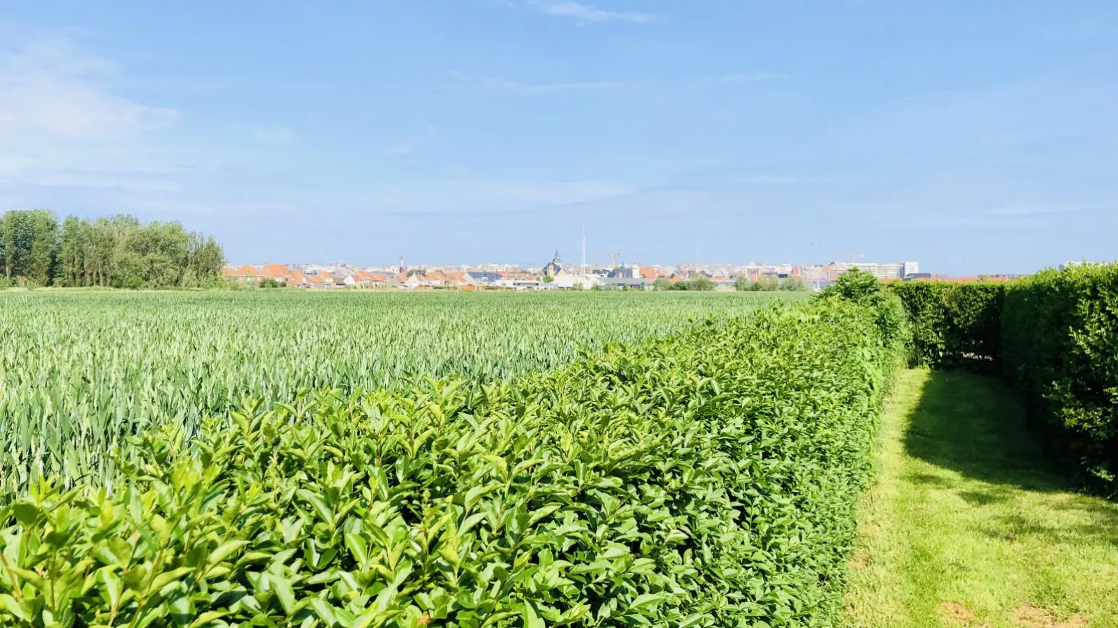 De Lange Dreve-Uitzicht zomer