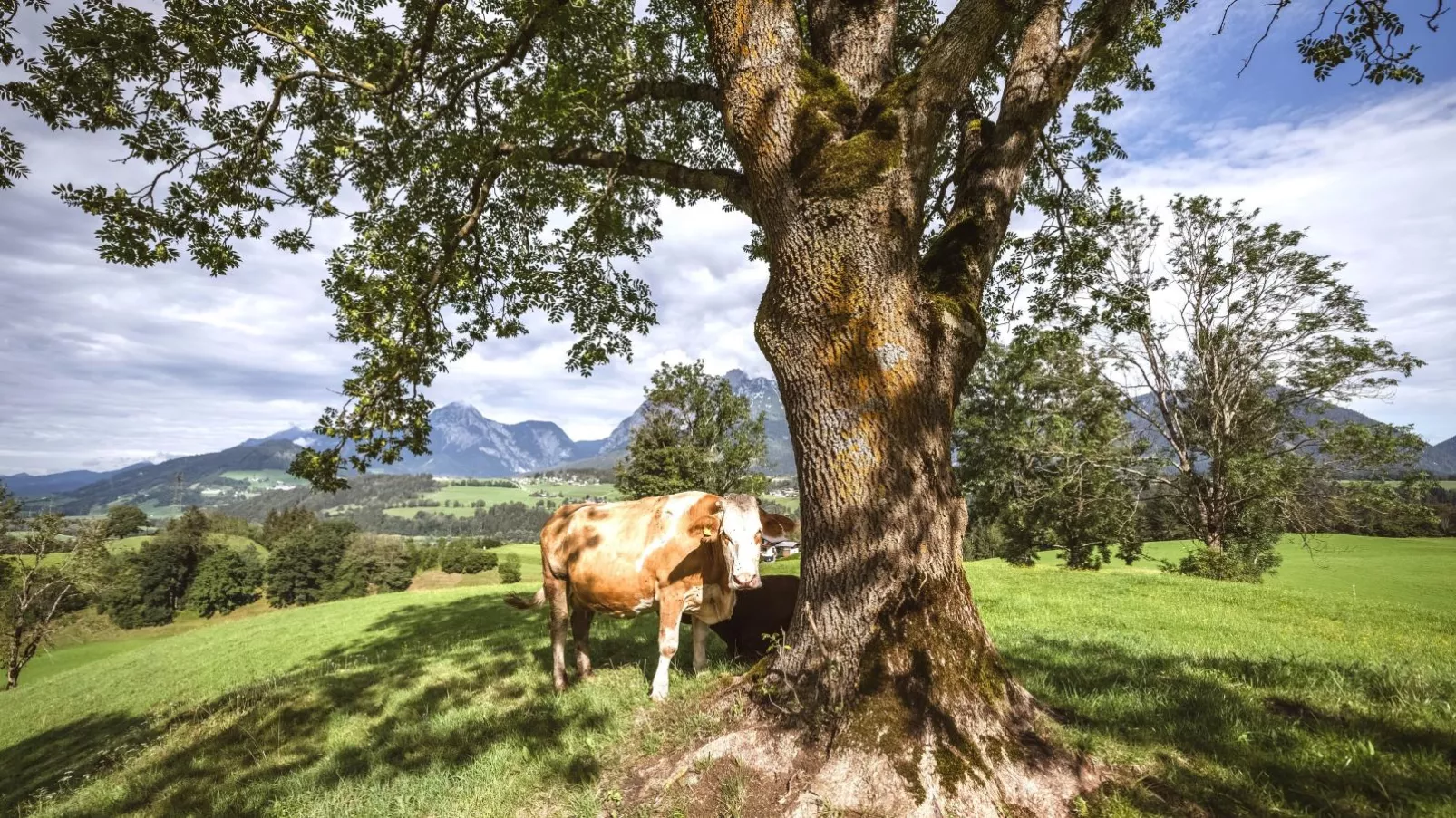 Naturpark Chalet Schladming-Dachstein-Gebieden zomer 1km