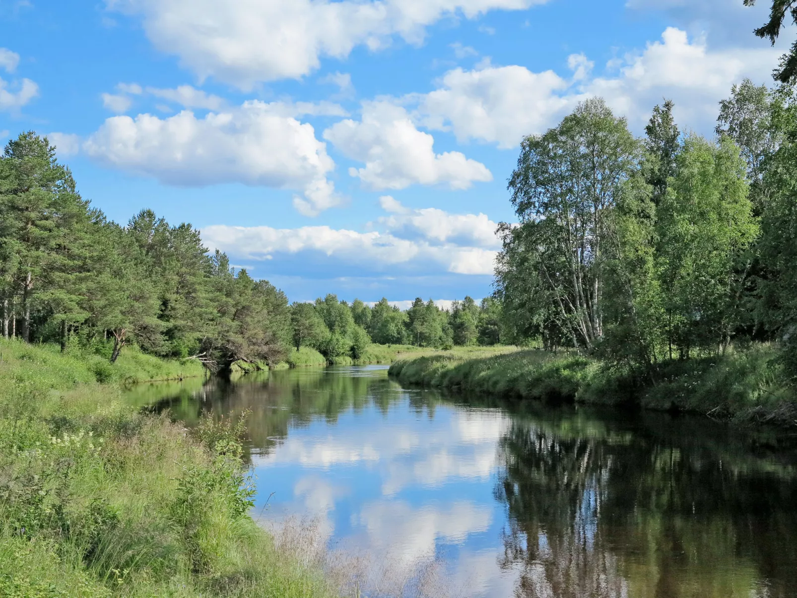 Kvisthån Tallen-Buiten