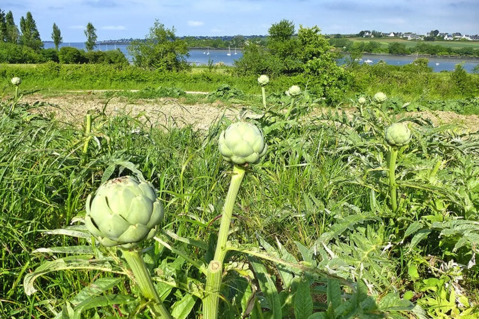 Holiday home St Jean-du-Doigt-Gebieden zomer 20km