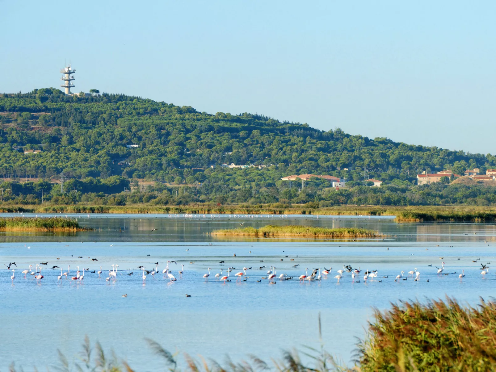 Les Rivages de Rochelongue-Omgeving