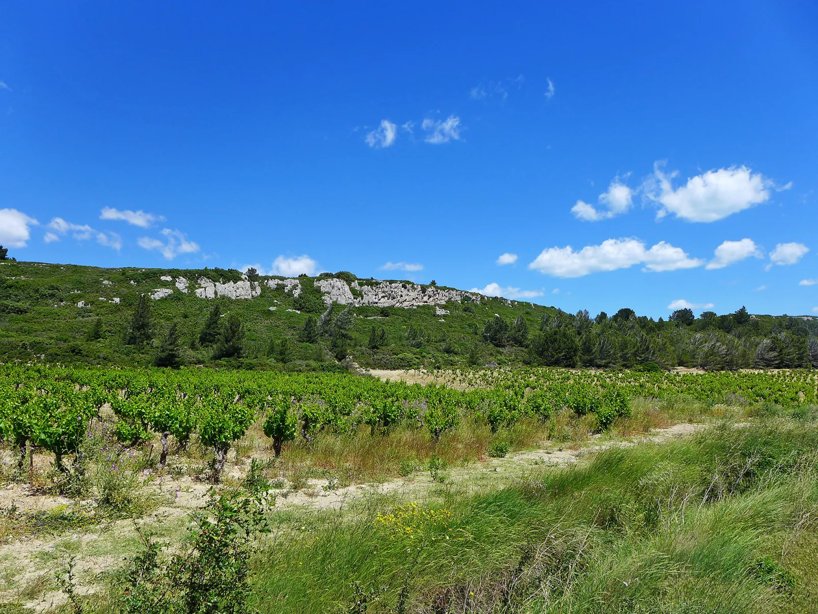 Les Vendanges-Buiten