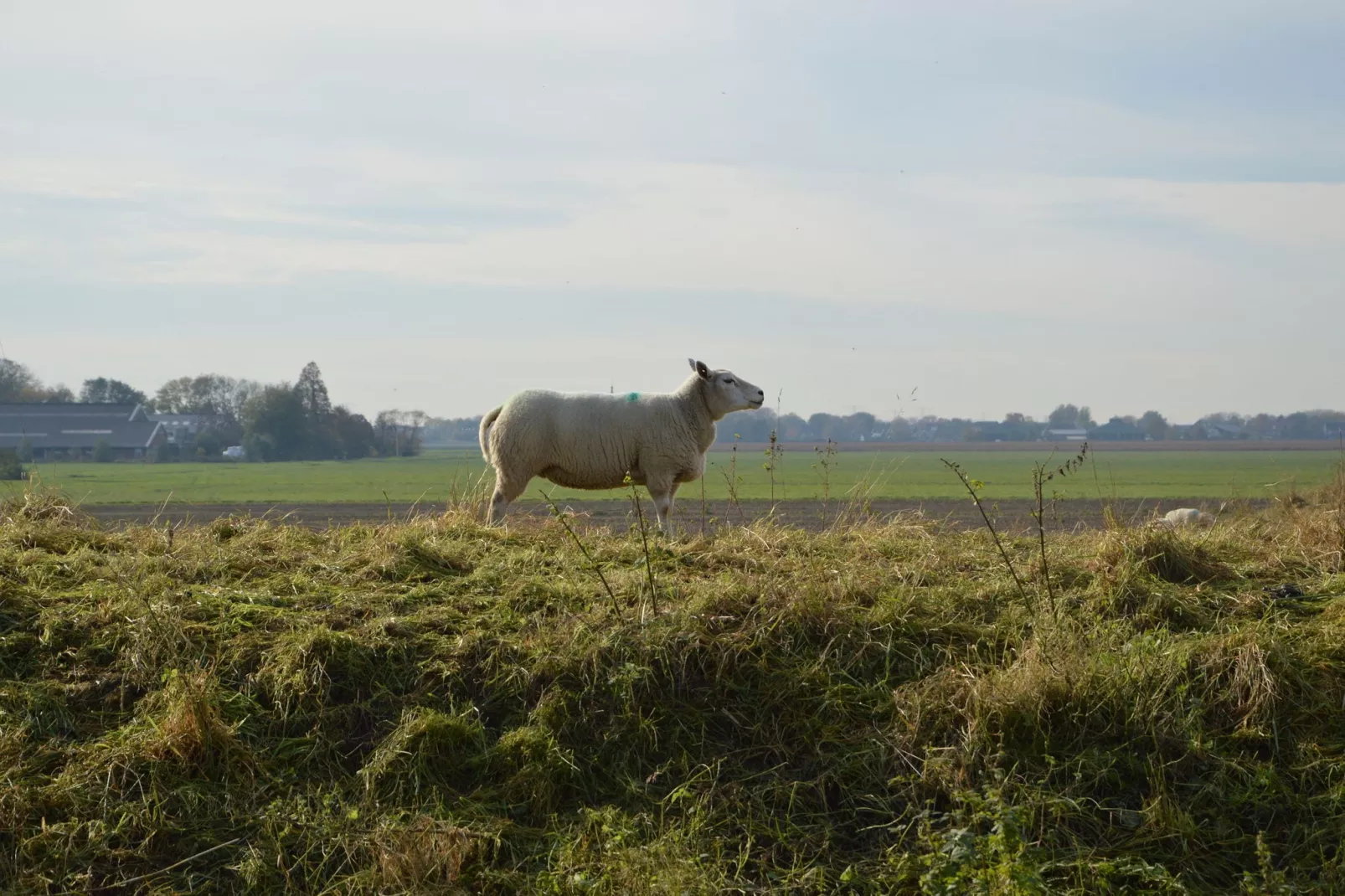 Het Biesbosch huisje-Gebieden zomer 1km