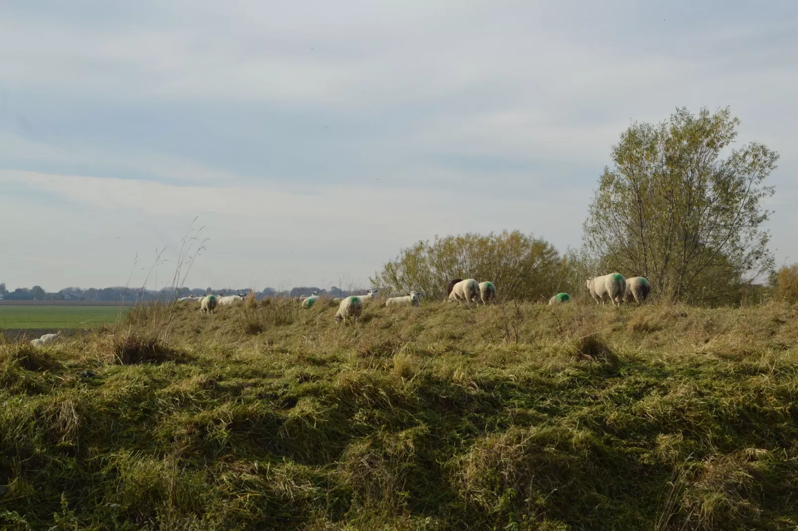 Het Biesbosch huisje-Gebieden zomer 5km