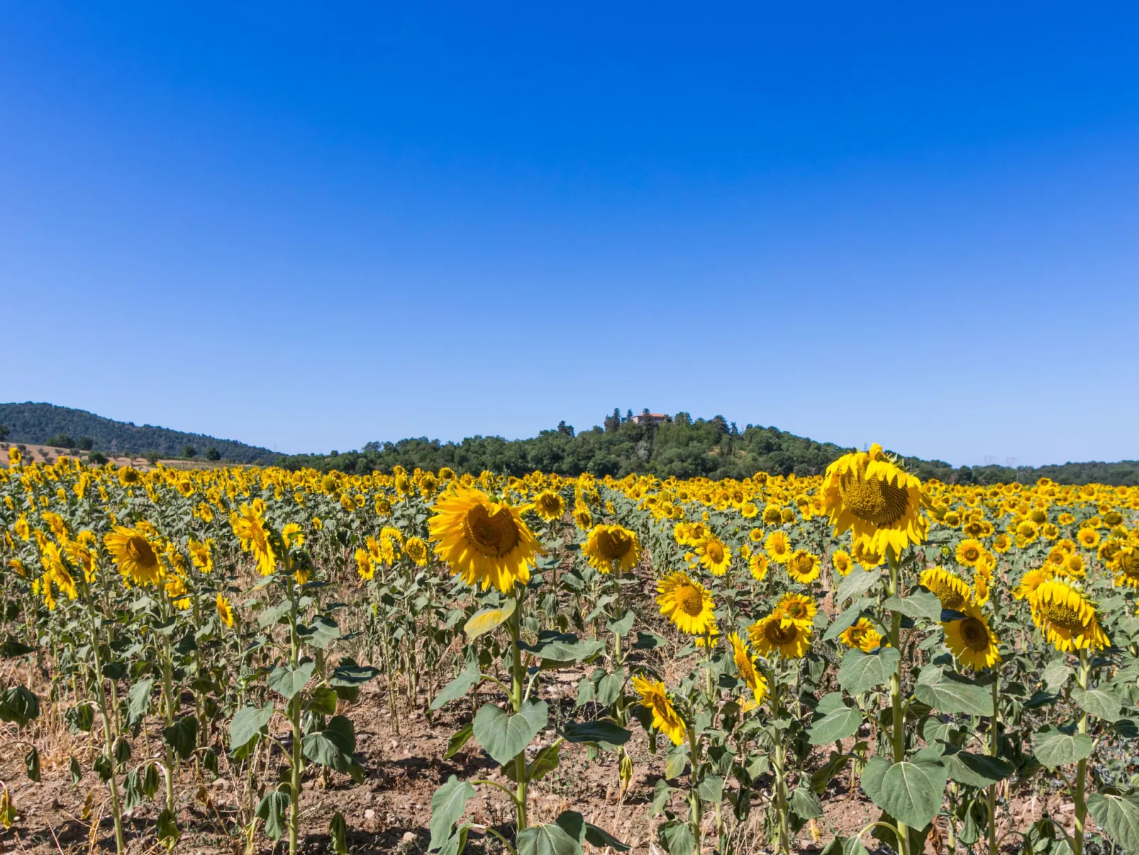 Rossogiallo-Buiten