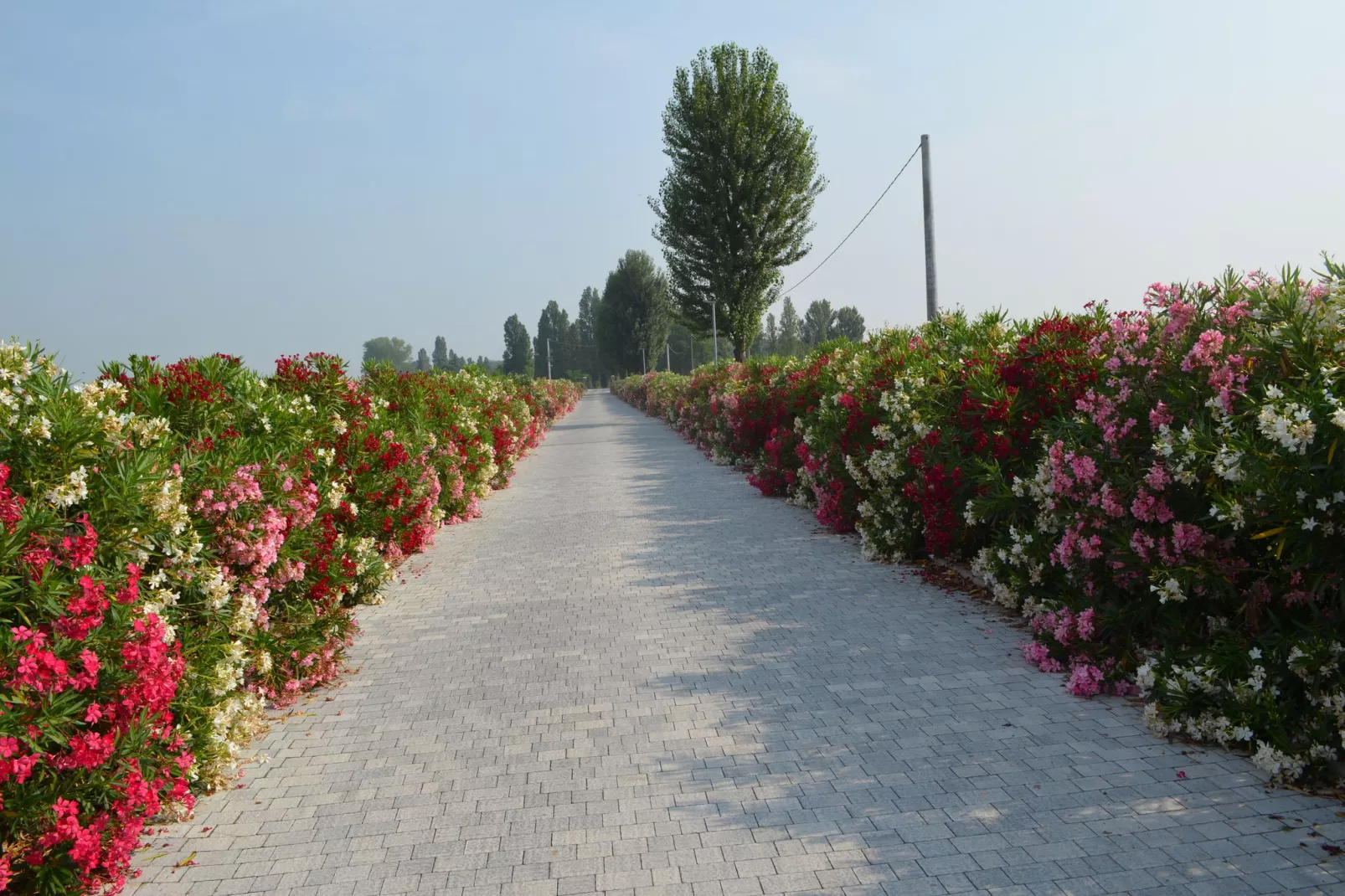 Oasi Bianca-Gebieden zomer 1km