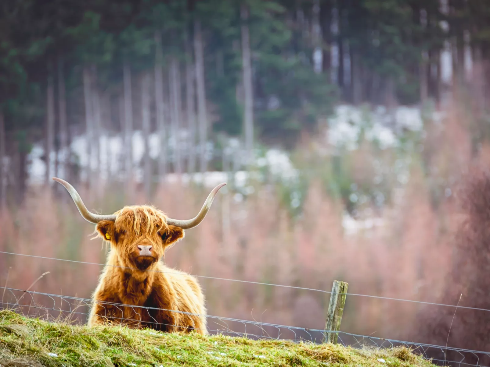 Red Deer-Omgeving