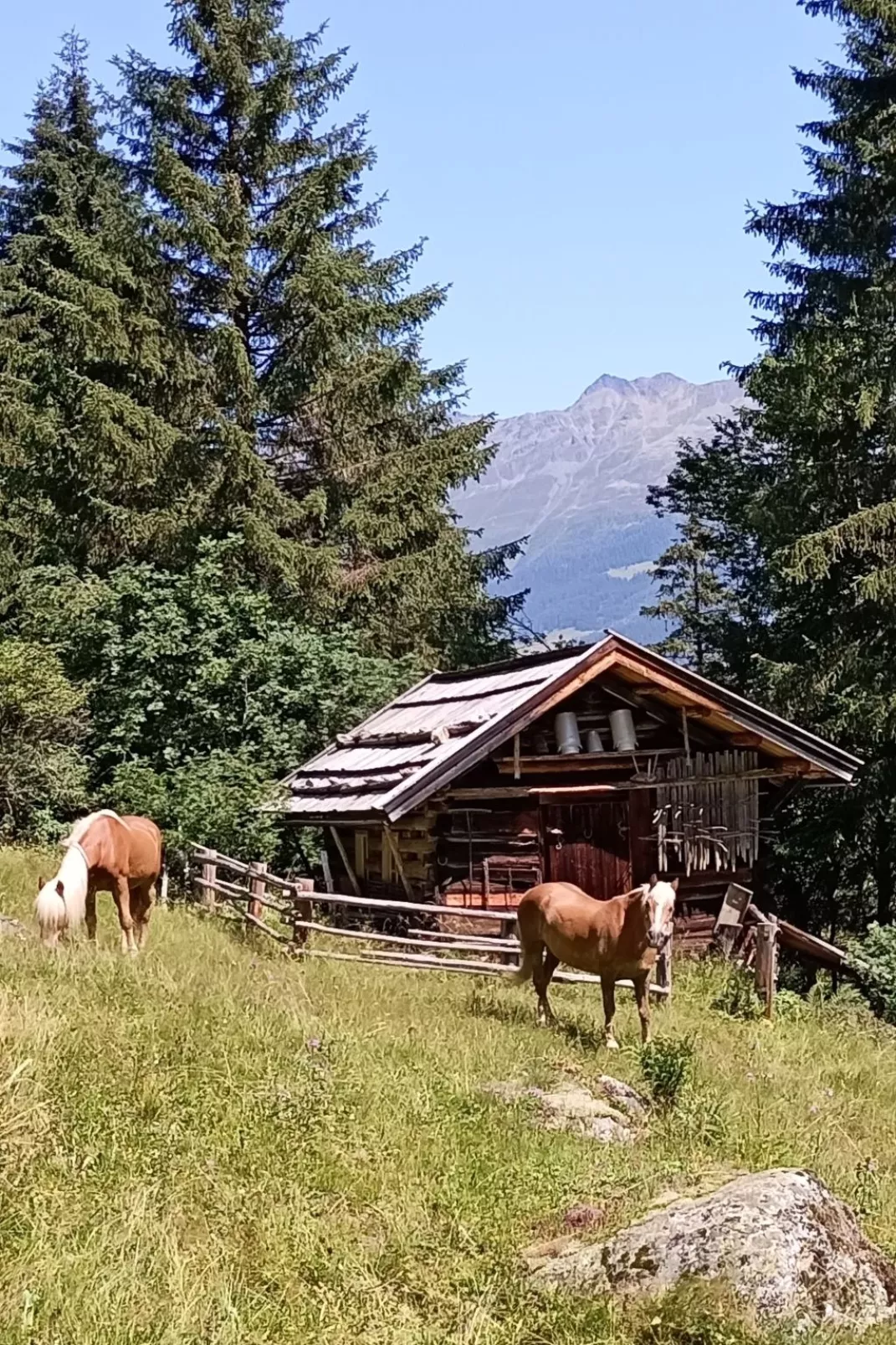 Haflingerhof Edelweiß-Binnen