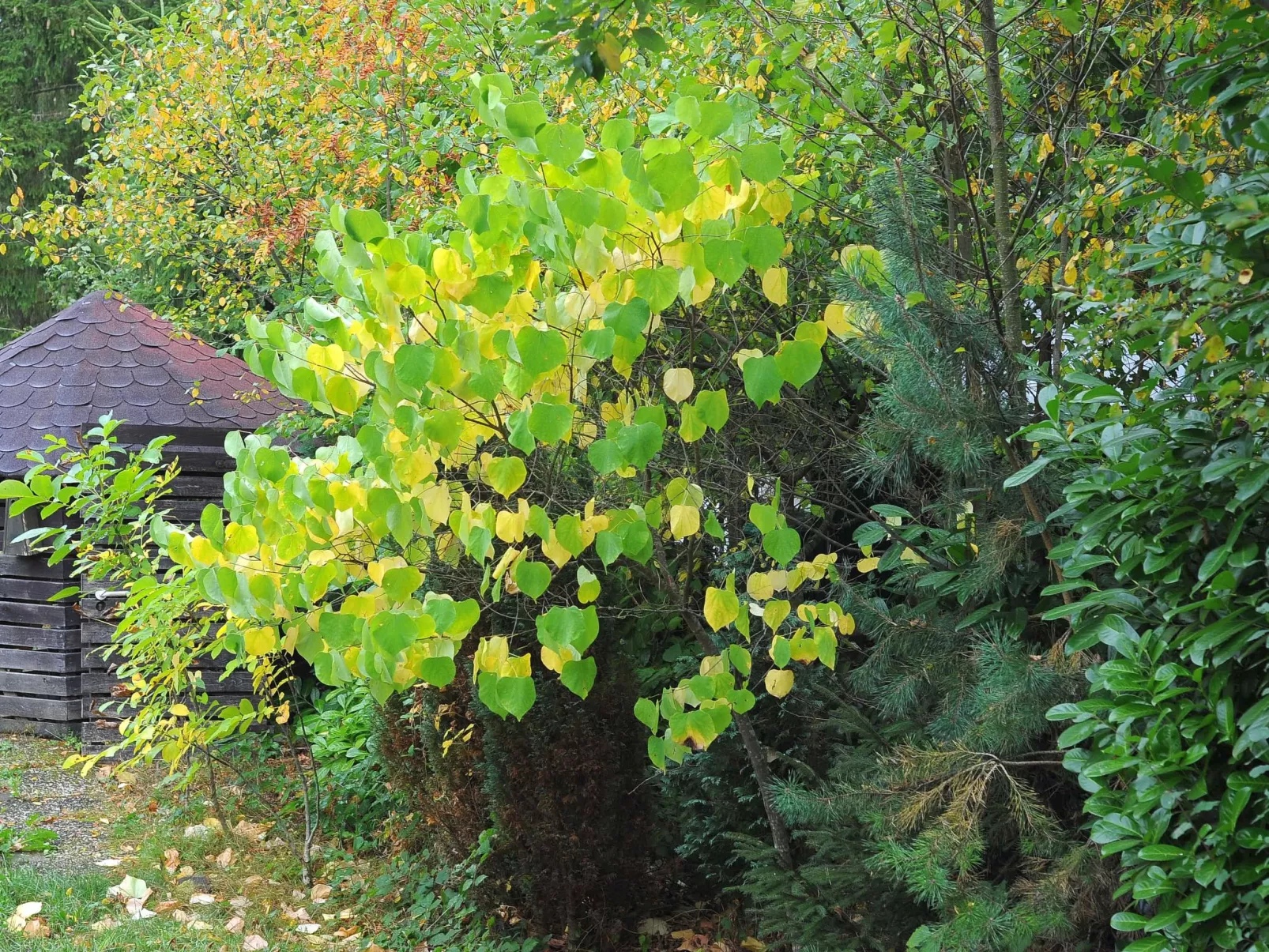 Waldferienpark Gerolstein-Buiten