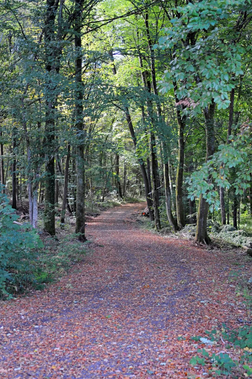 Waldferienpark Gerolstein-Buiten