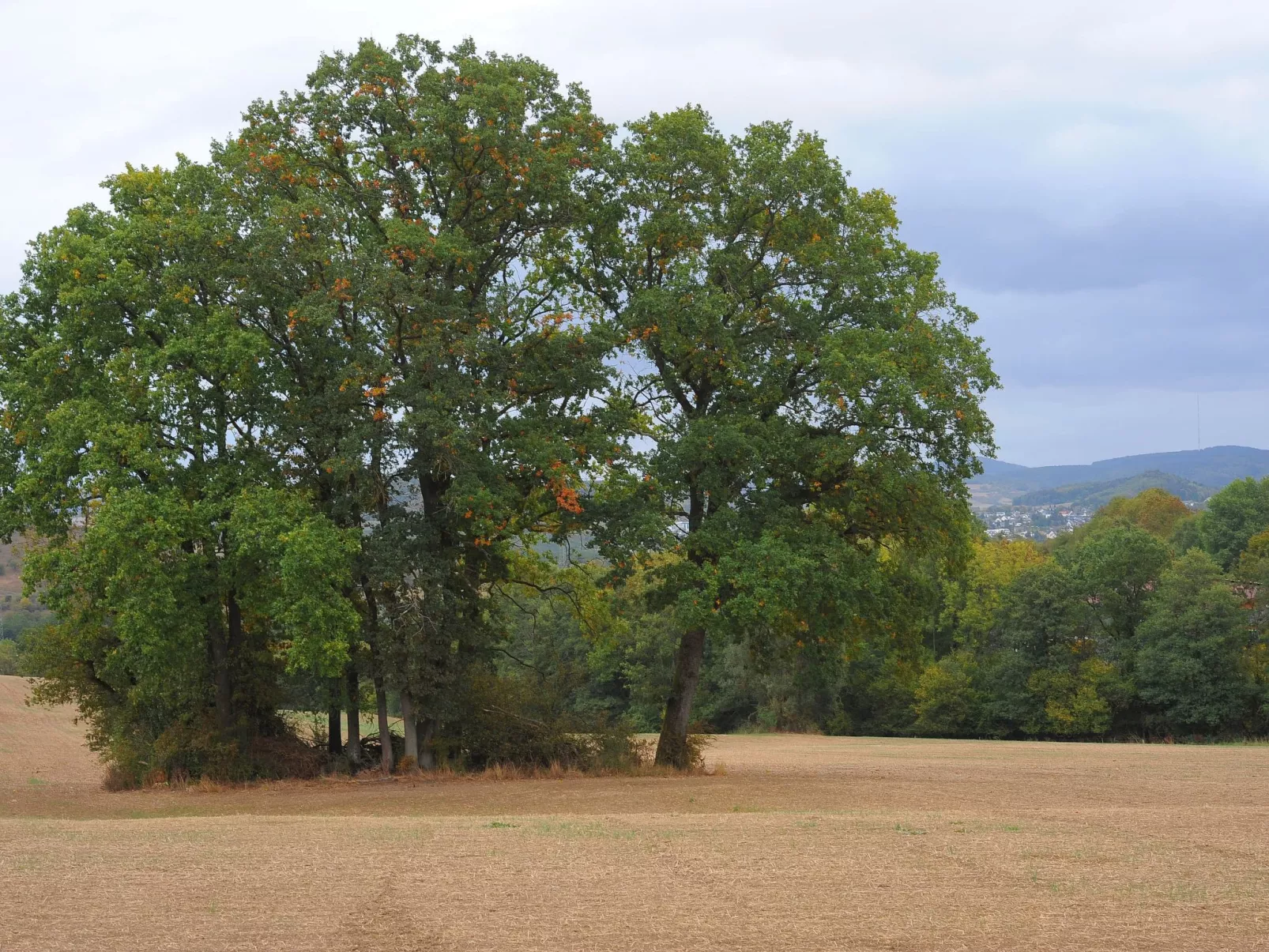 Waldferienpark Gerolstein-Buiten