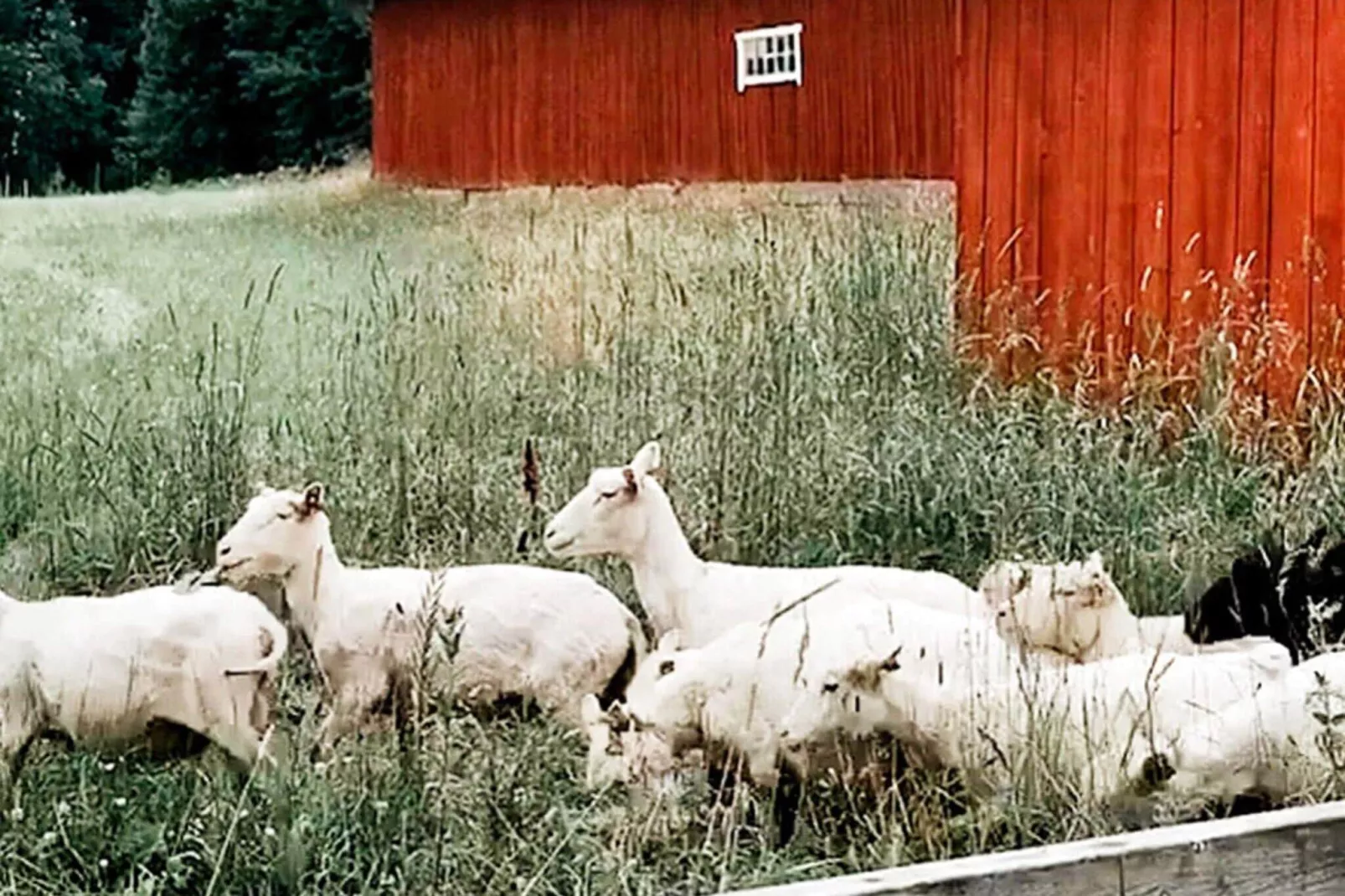 2 persoons vakantie huis in NÄSSJÖ-Buitenlucht