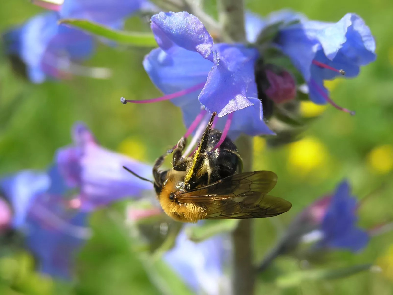 Lady Lavender-Binnen