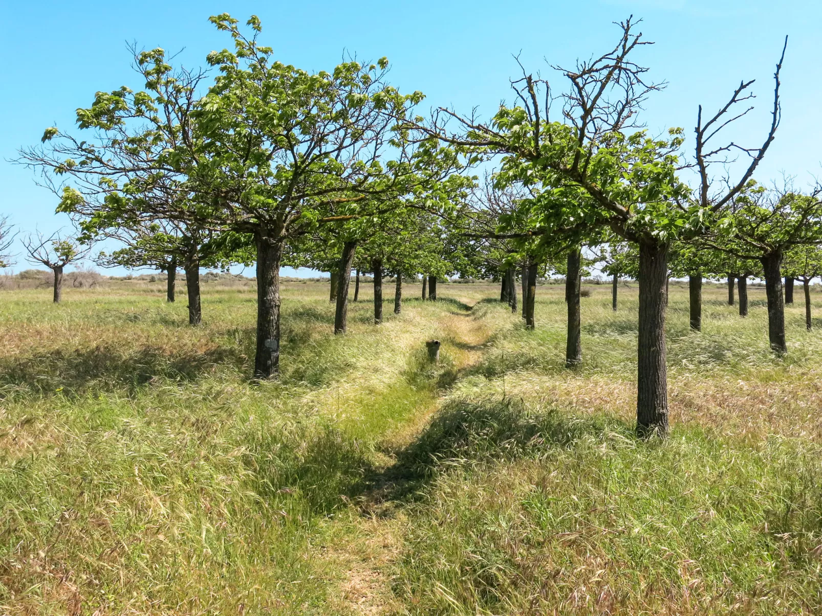 Domaine Les Mûriers-Buiten