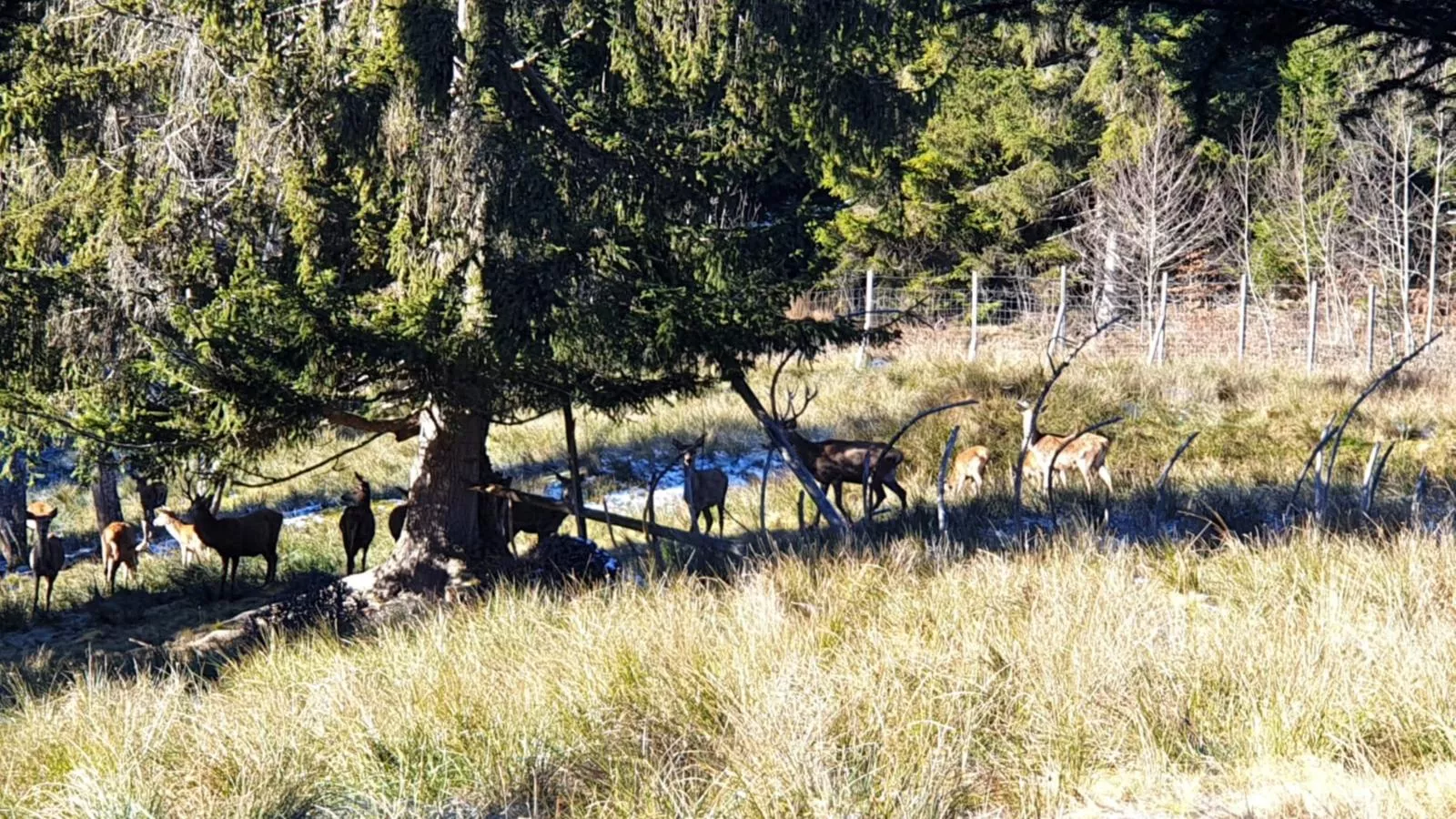 Sonnenhütte oben-Gebieden zomer 1km