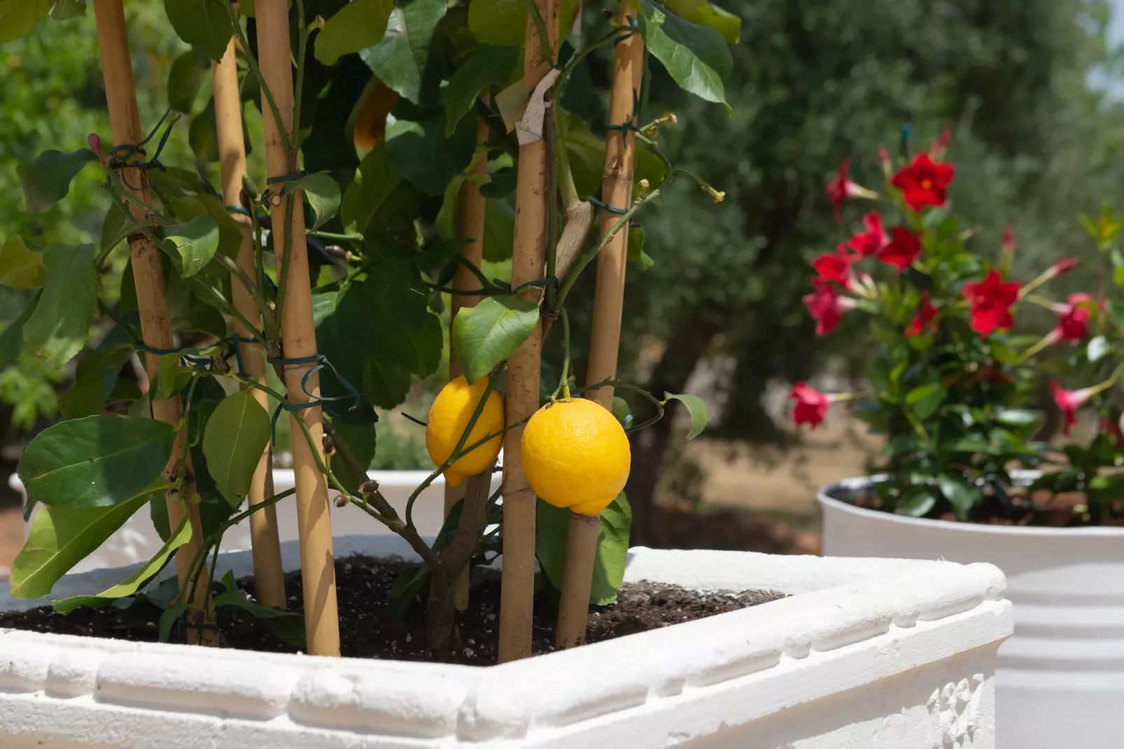 Lamia Papo in Ostuni-Tuinen zomer