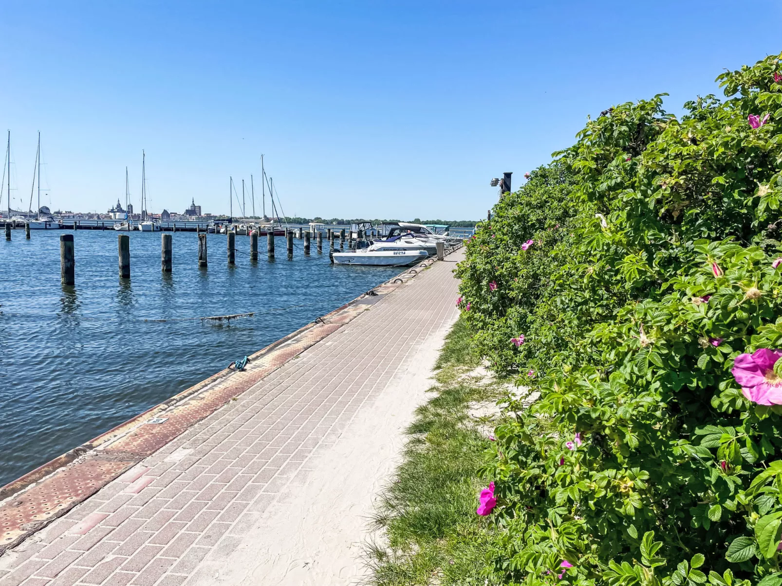 Strandläufer-Omgeving