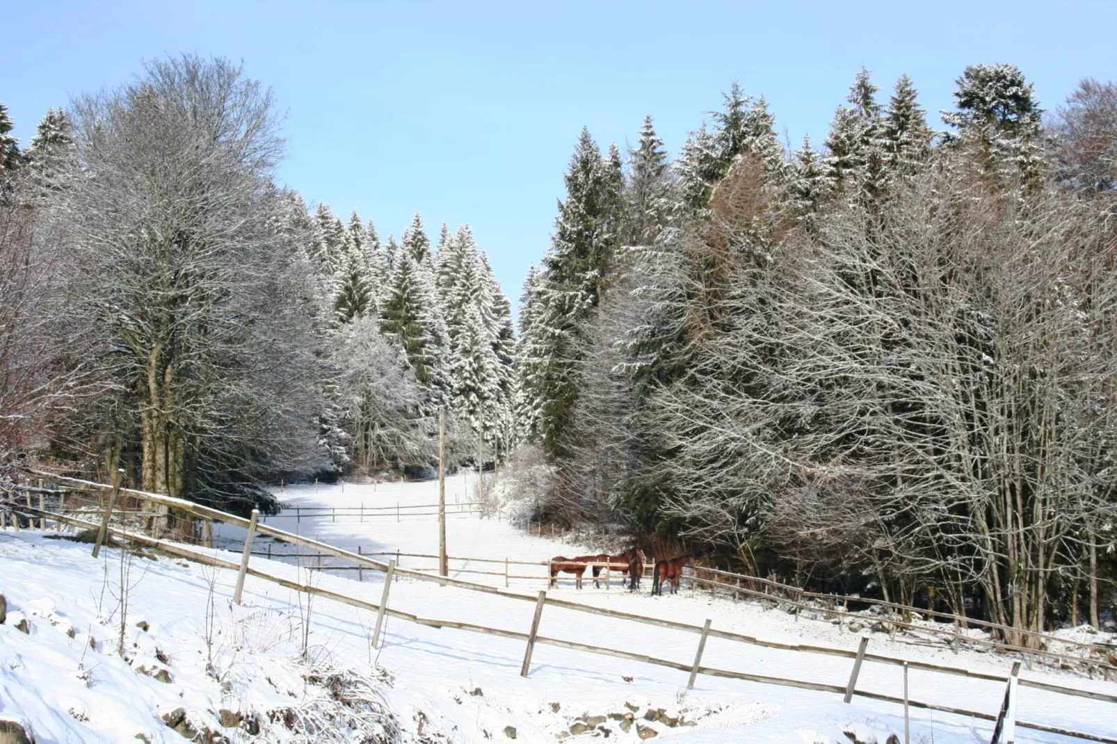 Vogelsang-Gebied winter 1km