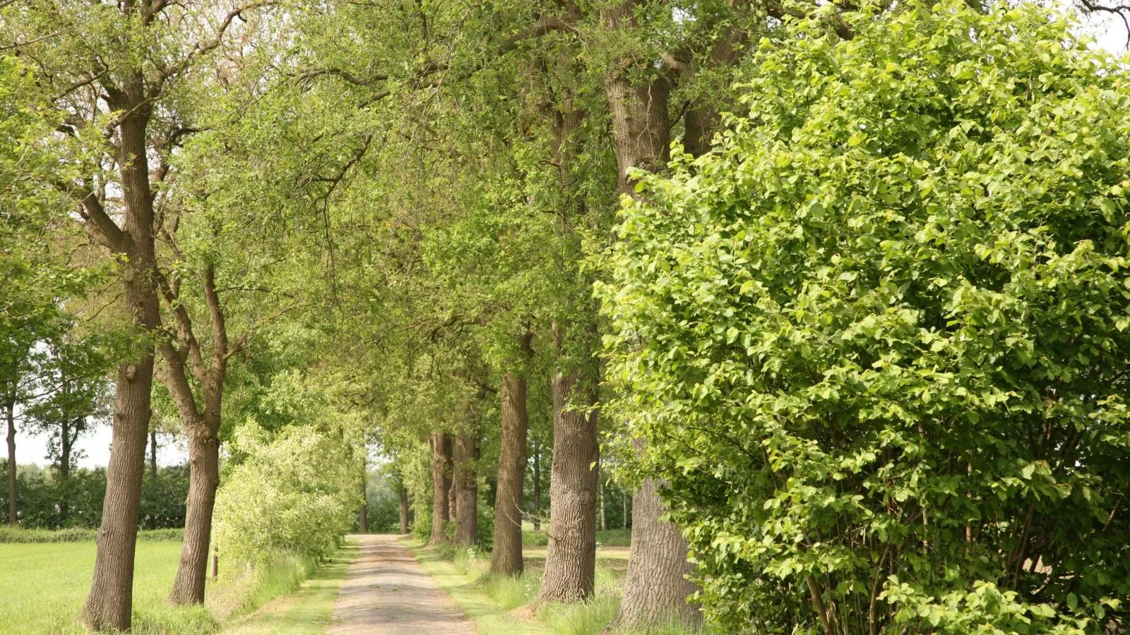 T Achterhoes-Gebieden zomer 1km