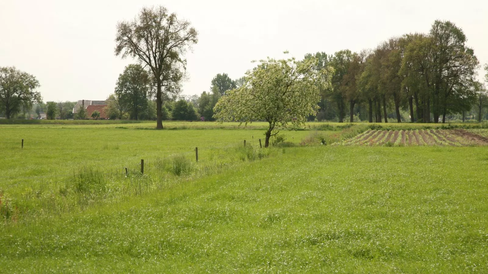 T Achterhoes-Gebieden zomer 1km