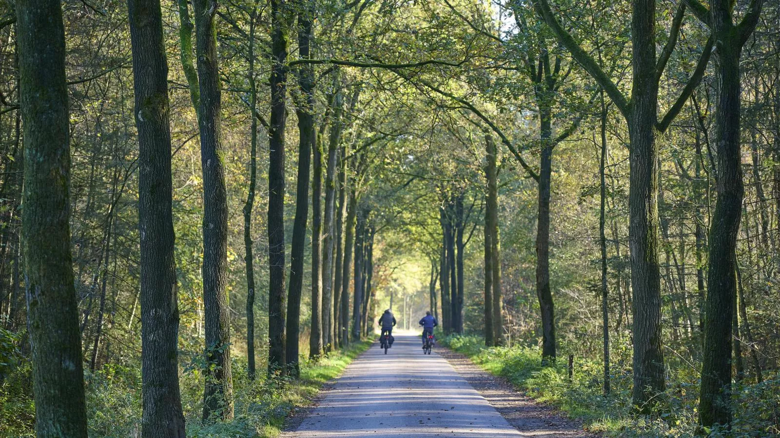 Bosbeertje 43-Gebieden zomer 1km