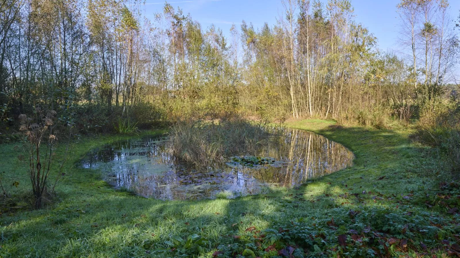 Bosbeertje 43  45-Tuinen zomer