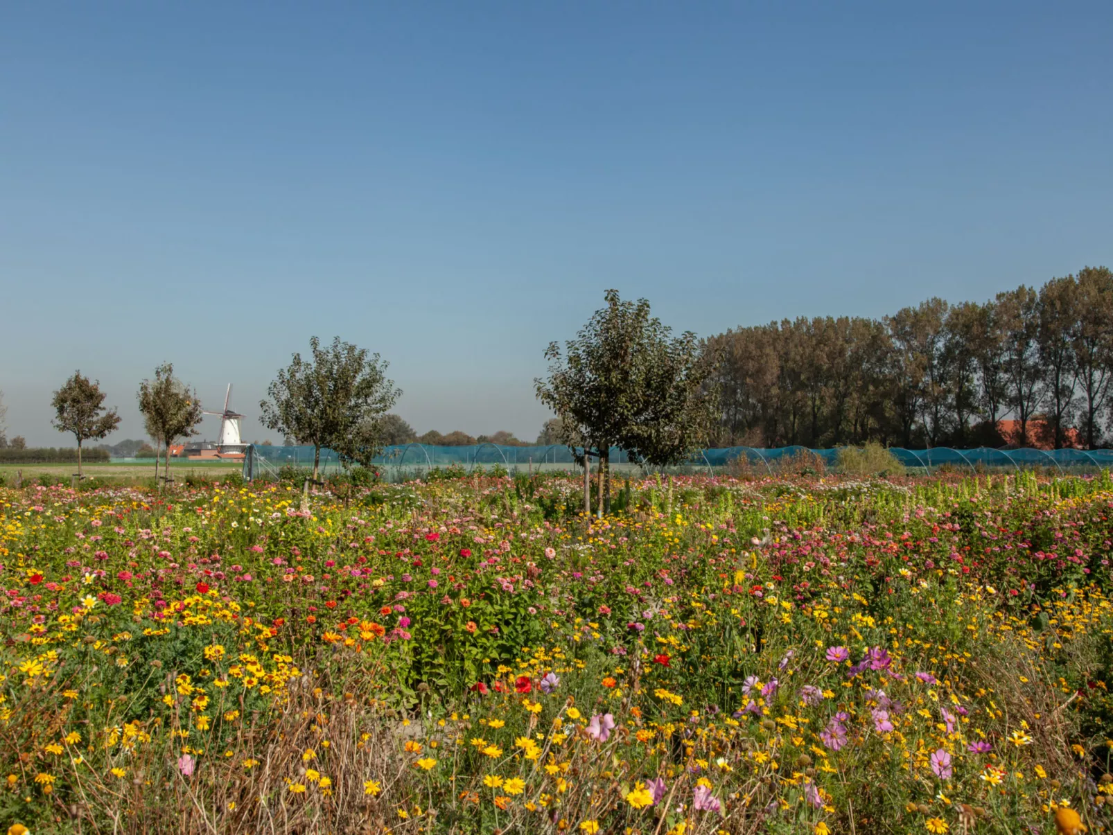 'T Bloemenhof Koudekerke-Buiten