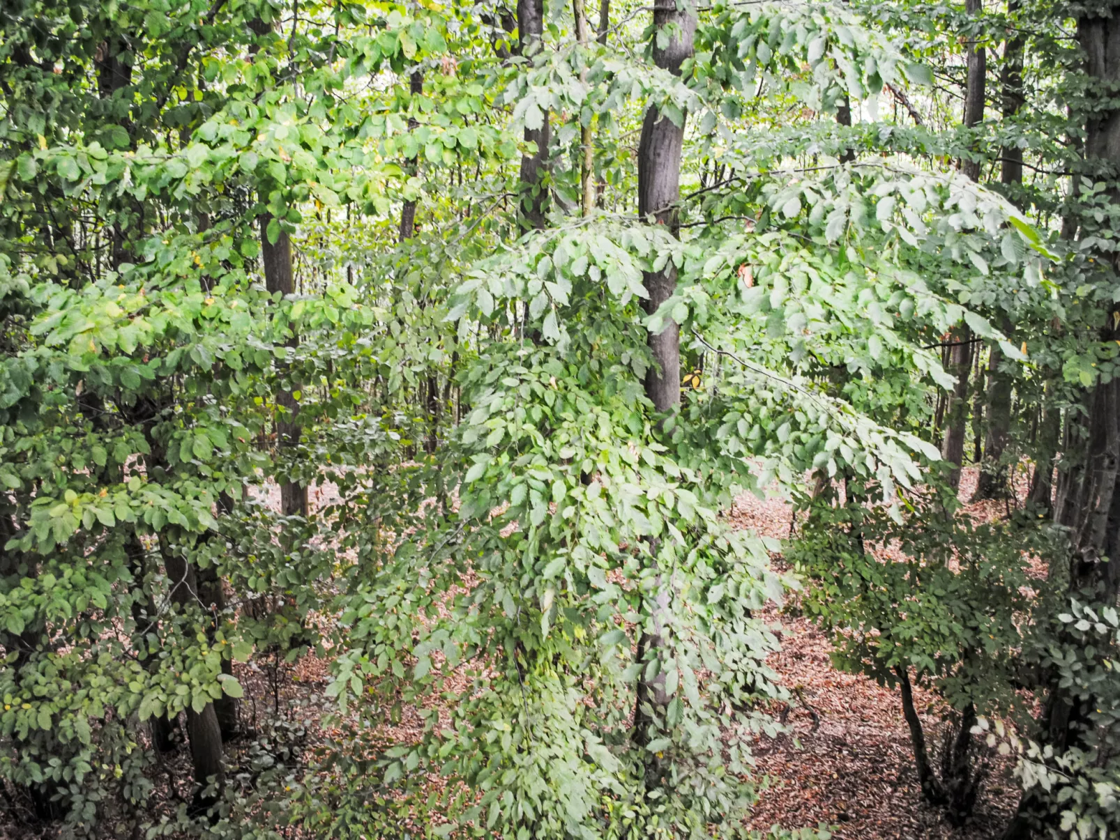 Sternschnuppe-Buiten