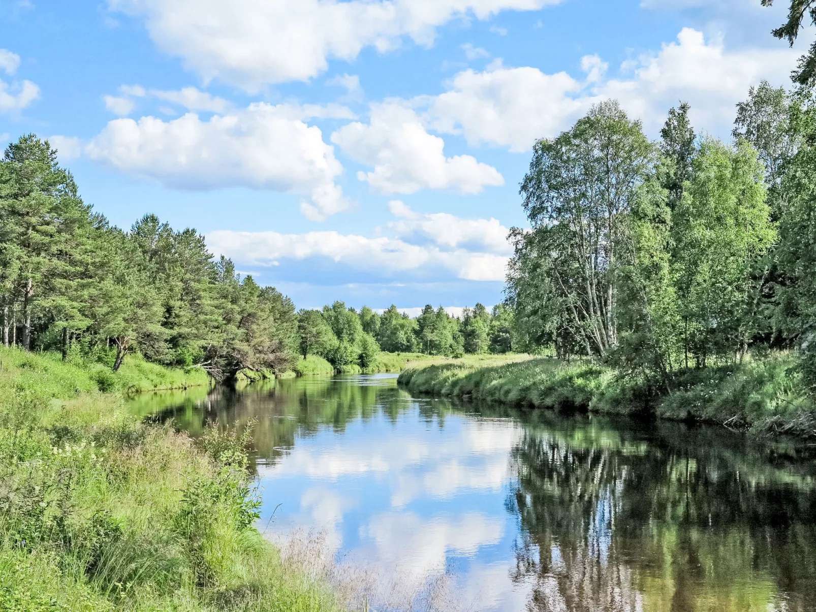 Kvisthån Tallen-Buiten