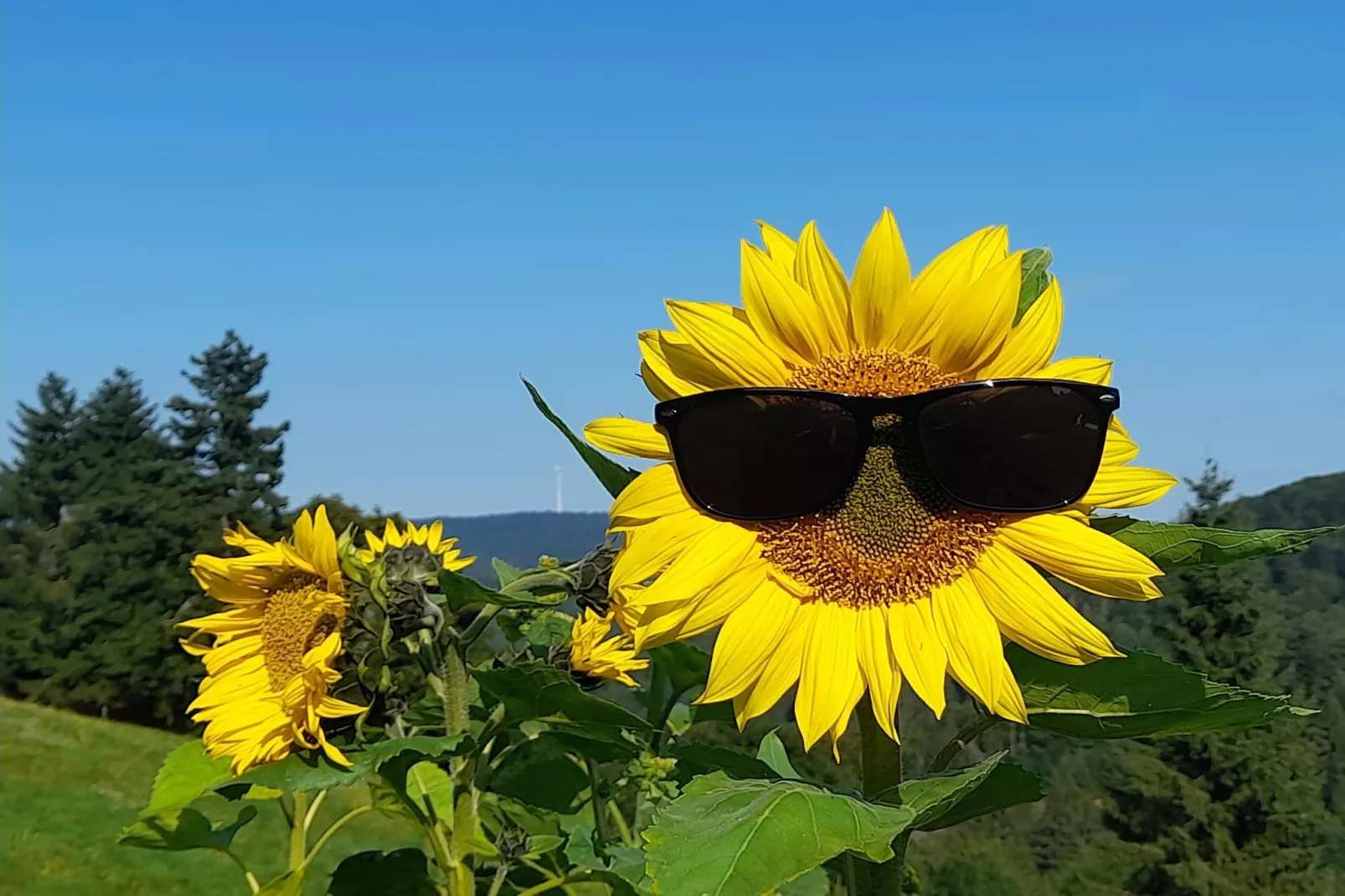 Im Hotzenwald-Tuinen zomer