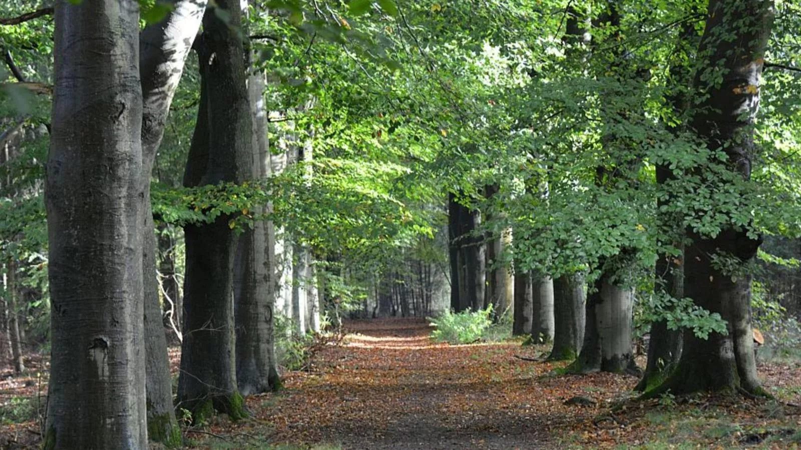 Oak Valley 17-Gebieden zomer 1km