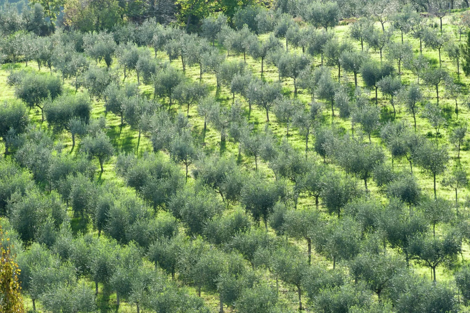 Montepulciano