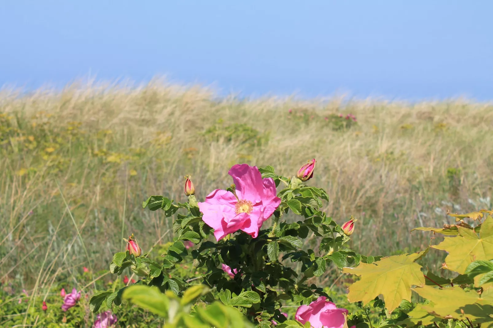 Bei Ostseebad Rerik-Gebieden zomer 5km