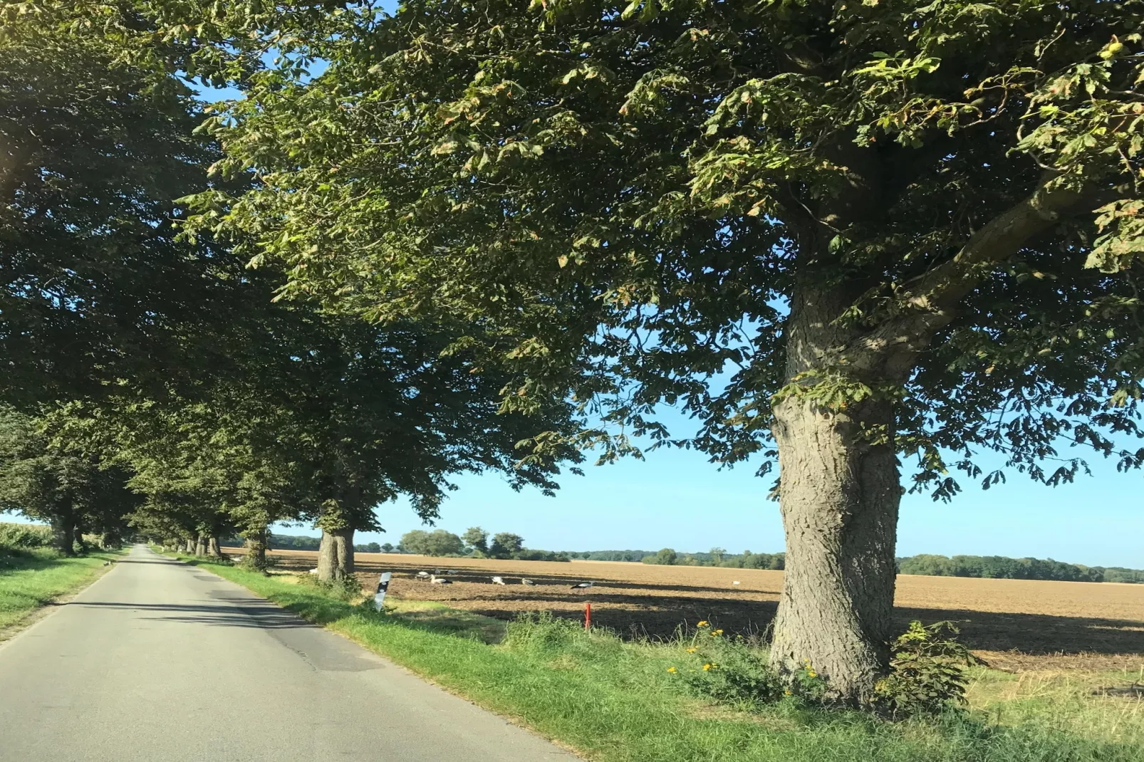 Familienferien in ländlicher Idylle 3-Gebieden zomer 5km