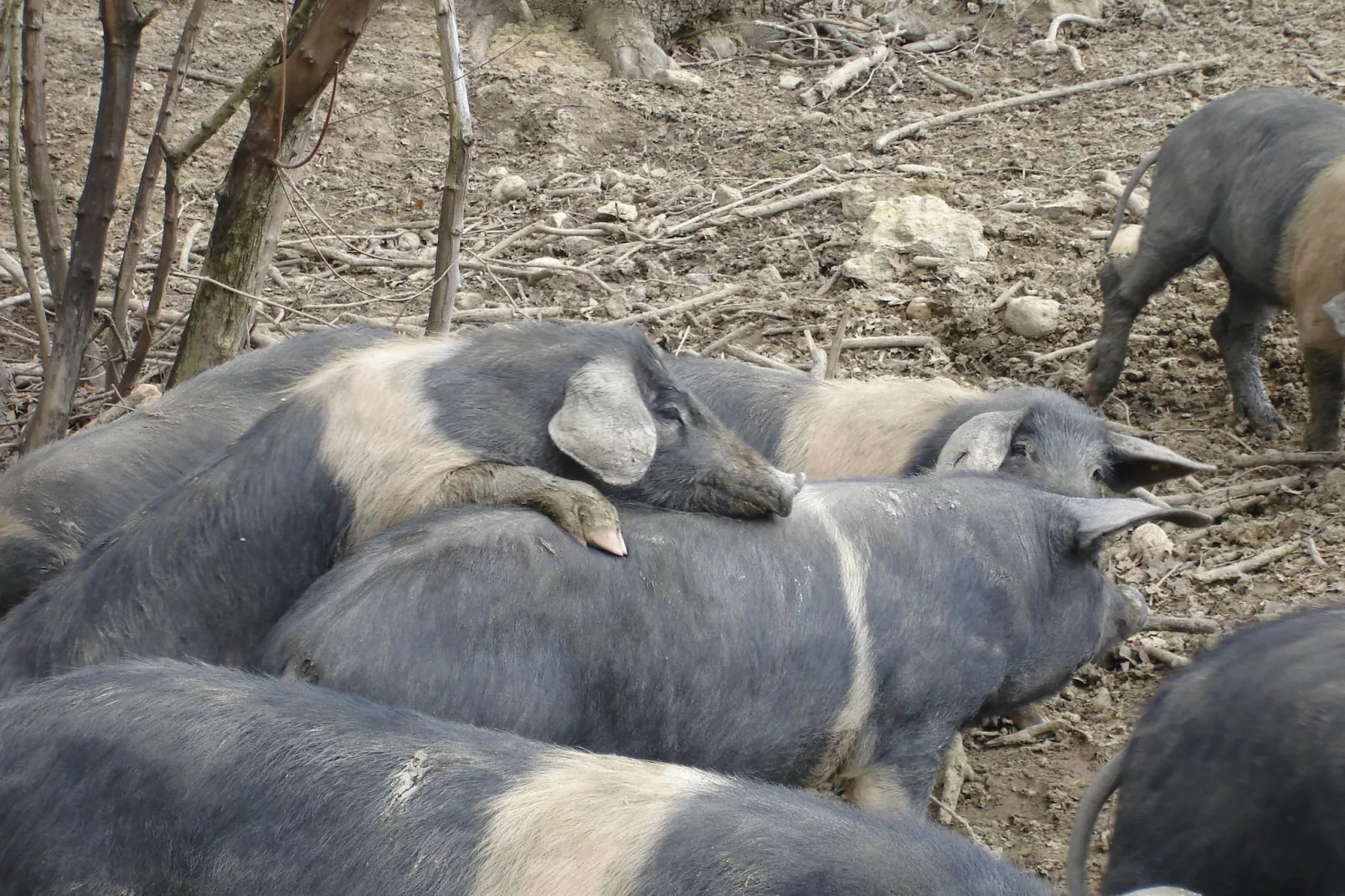 La Ginestra-Sfeer