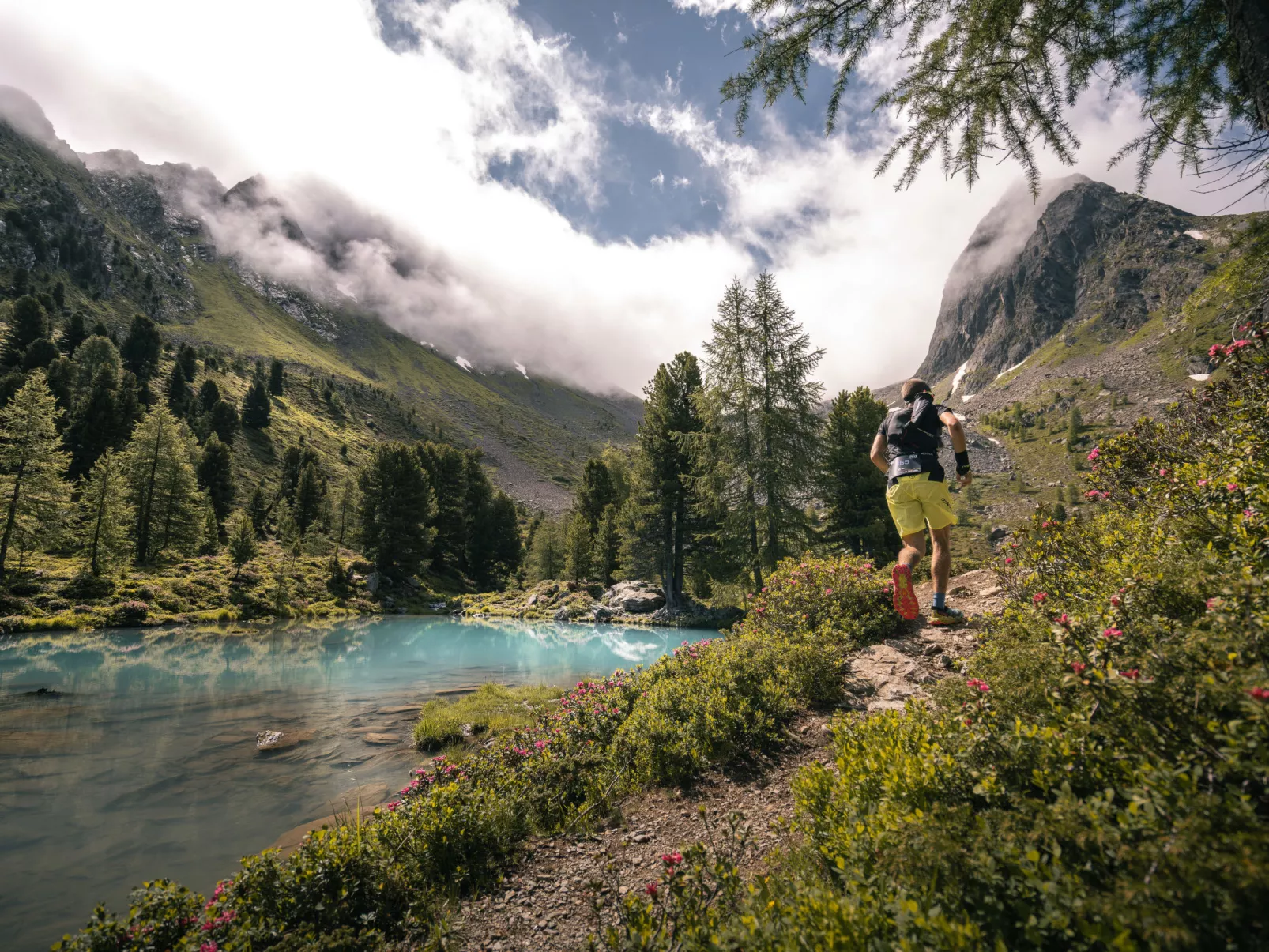 Alpenrose-Omgeving