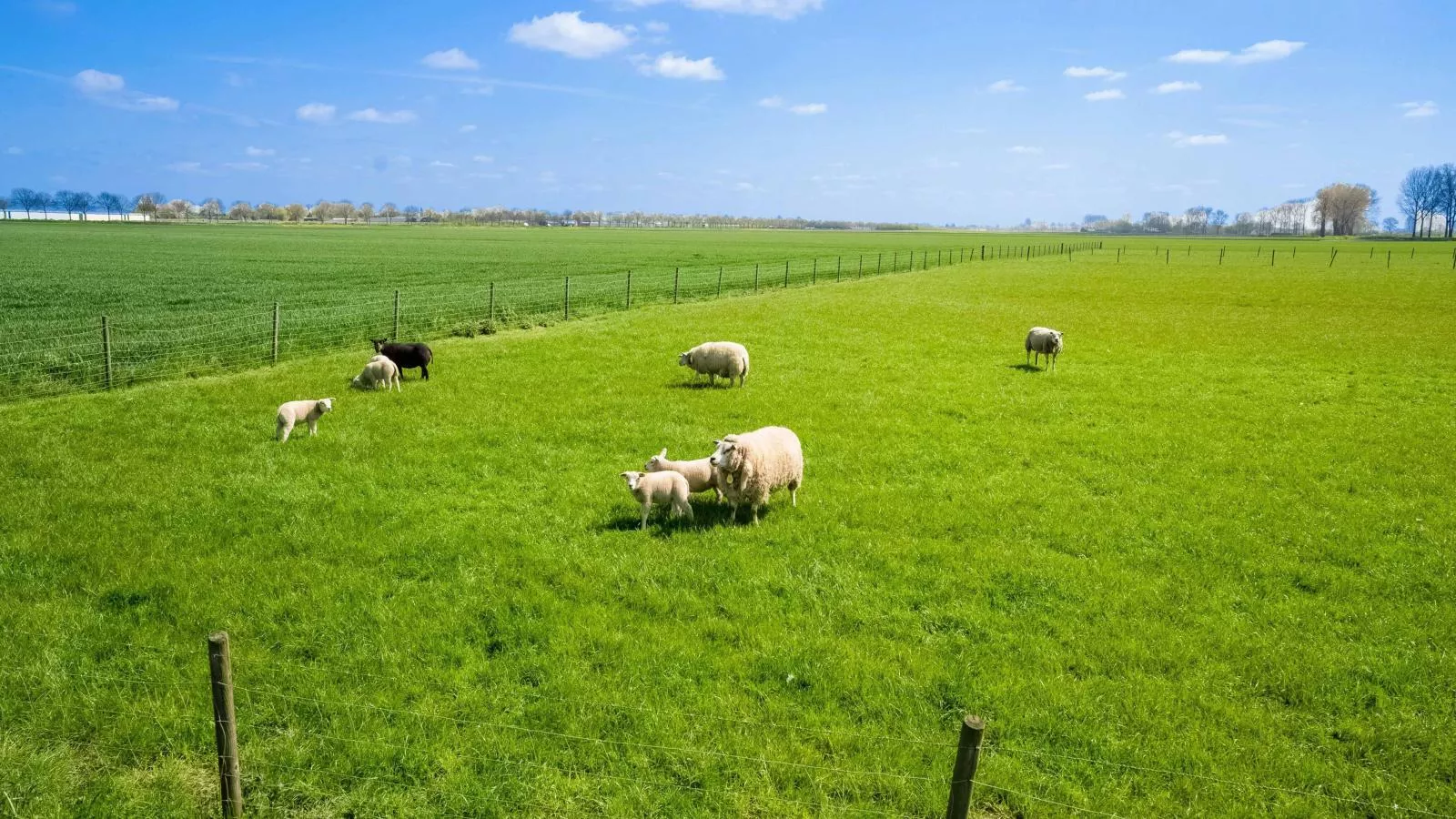 De Genderense Hoeve-Gebieden zomer 1km