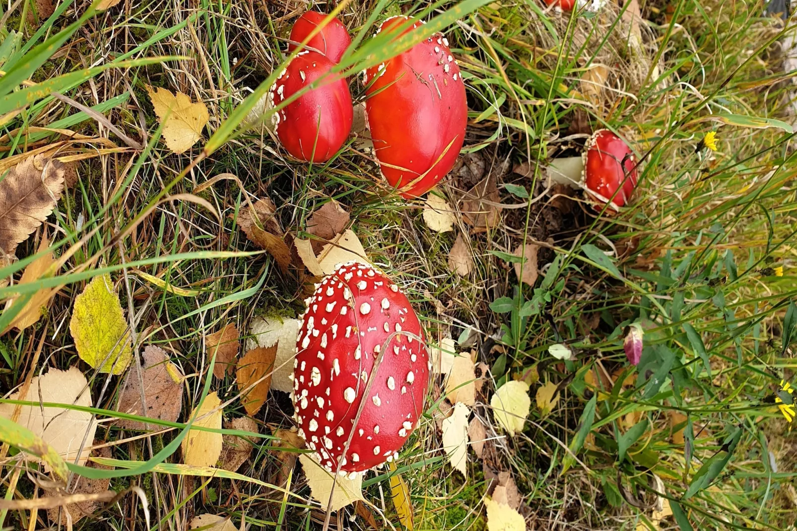 Thüringer Wald-Sfeer