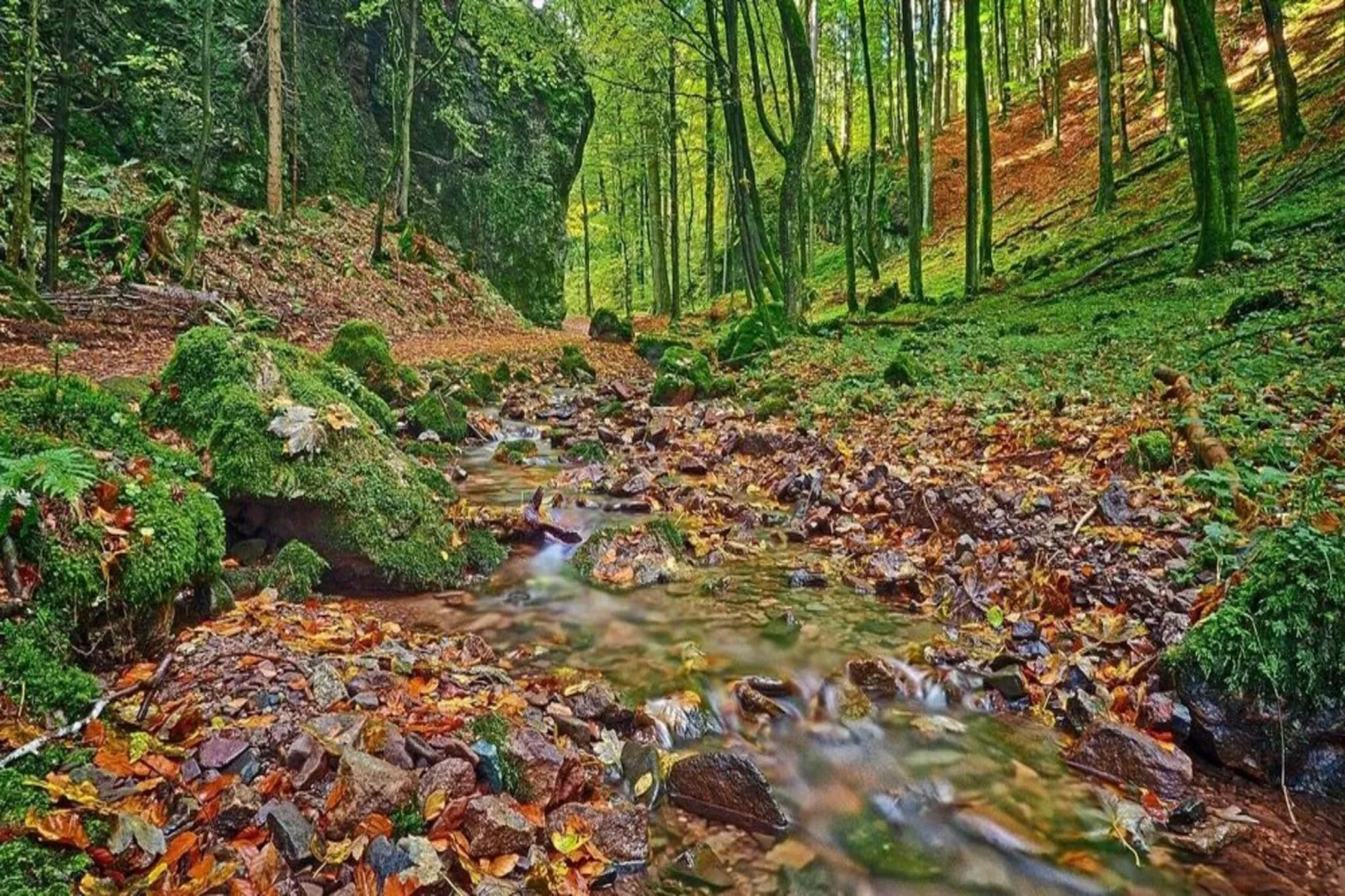 Thüringer Wald-Sfeer