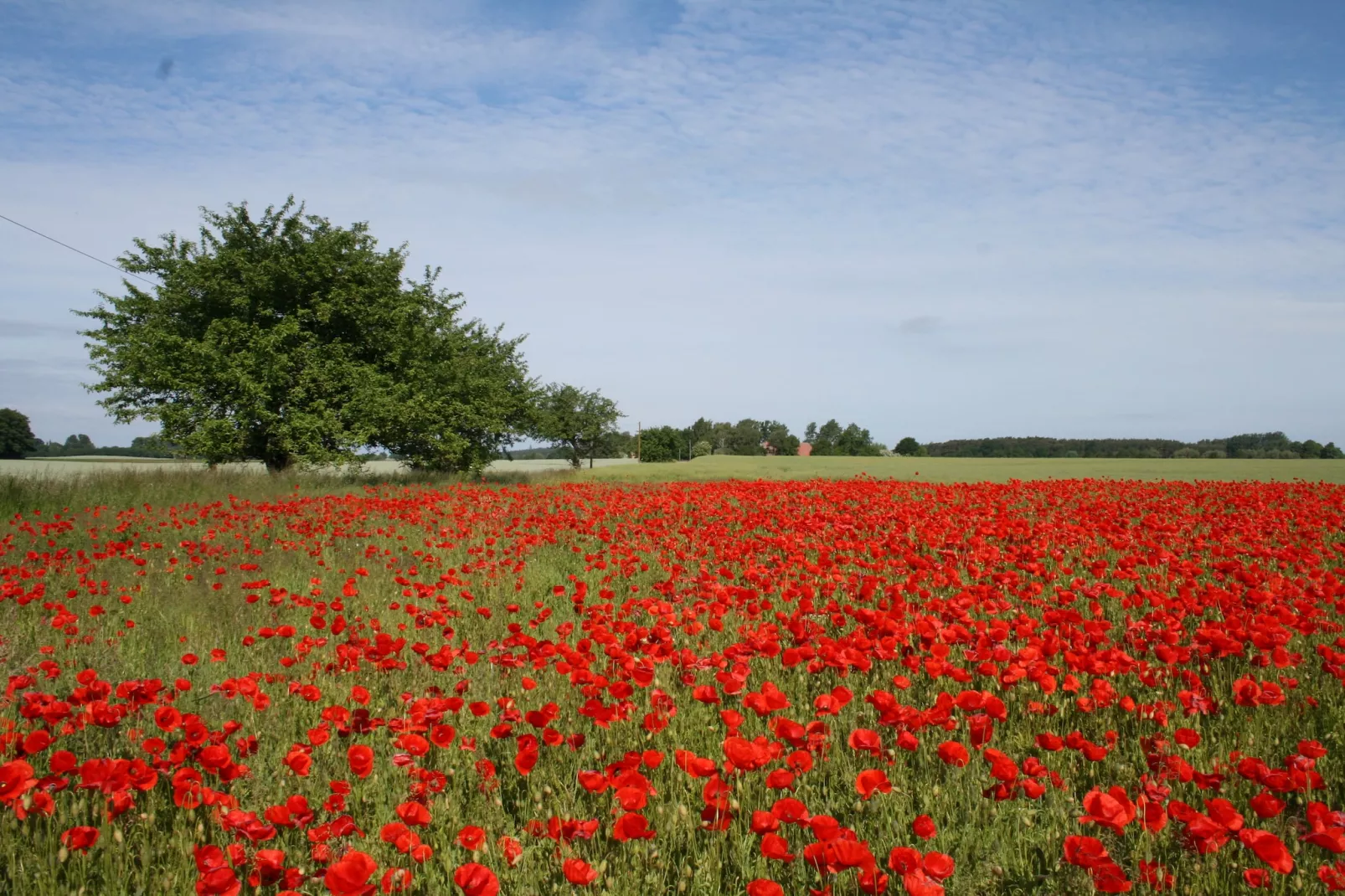 Seeblick-Uitzicht zomer