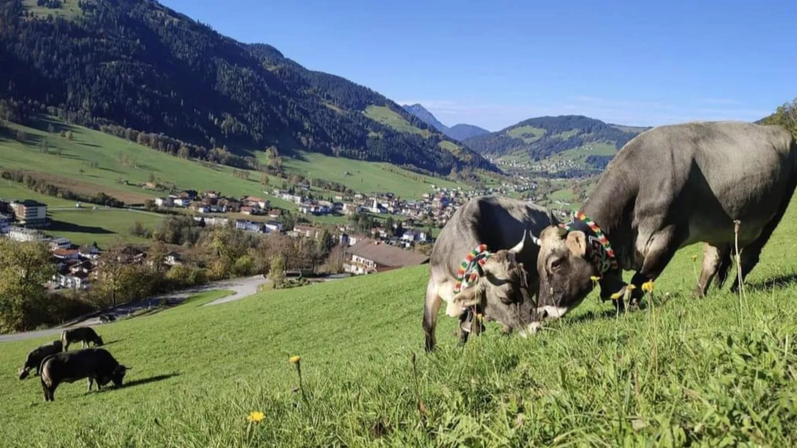 Berghof-Gebieden zomer 1km