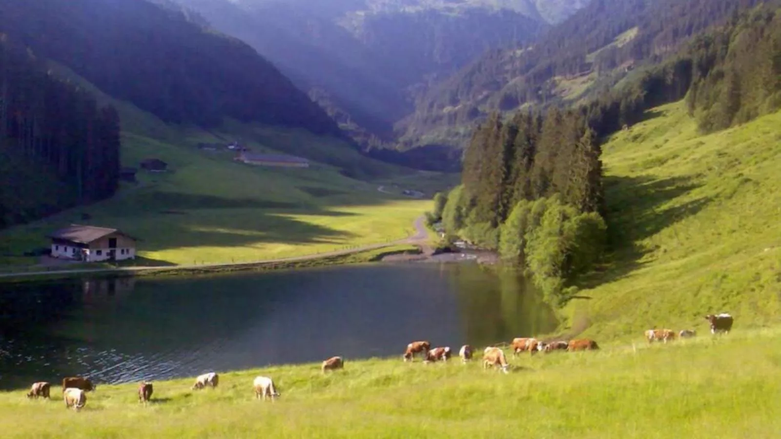 Heualm-Gebieden zomer 1km