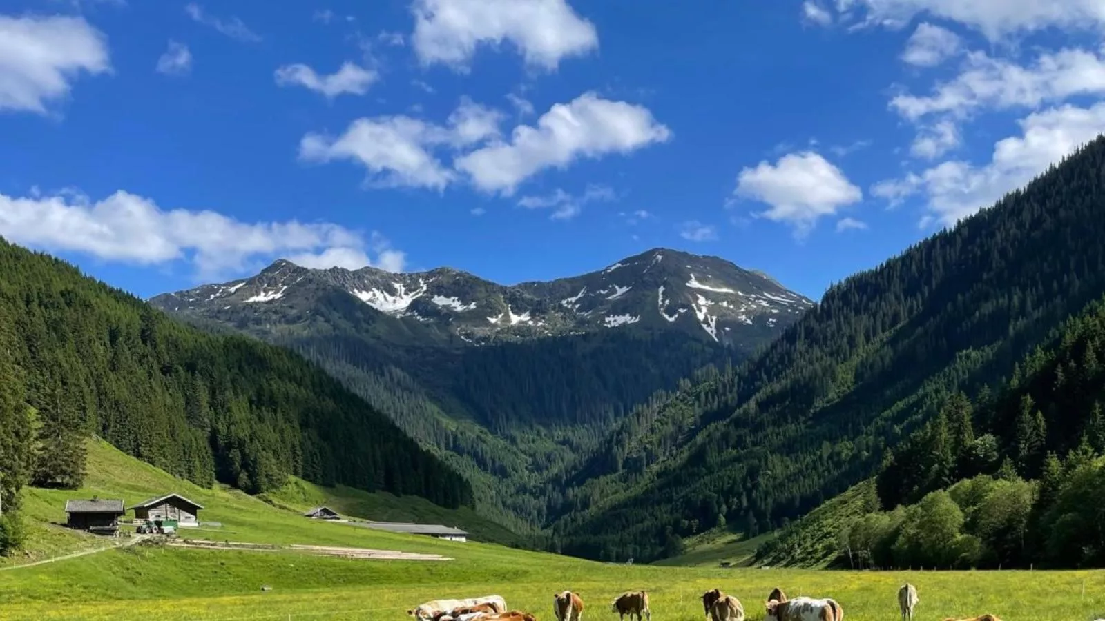 Heualm-Gebieden zomer 1km