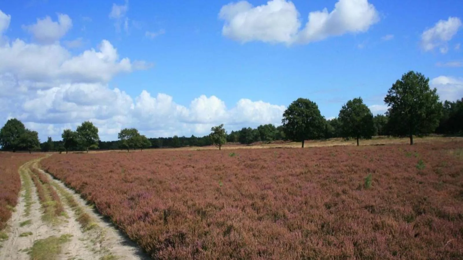 Heidepracht-Gebieden zomer 1km