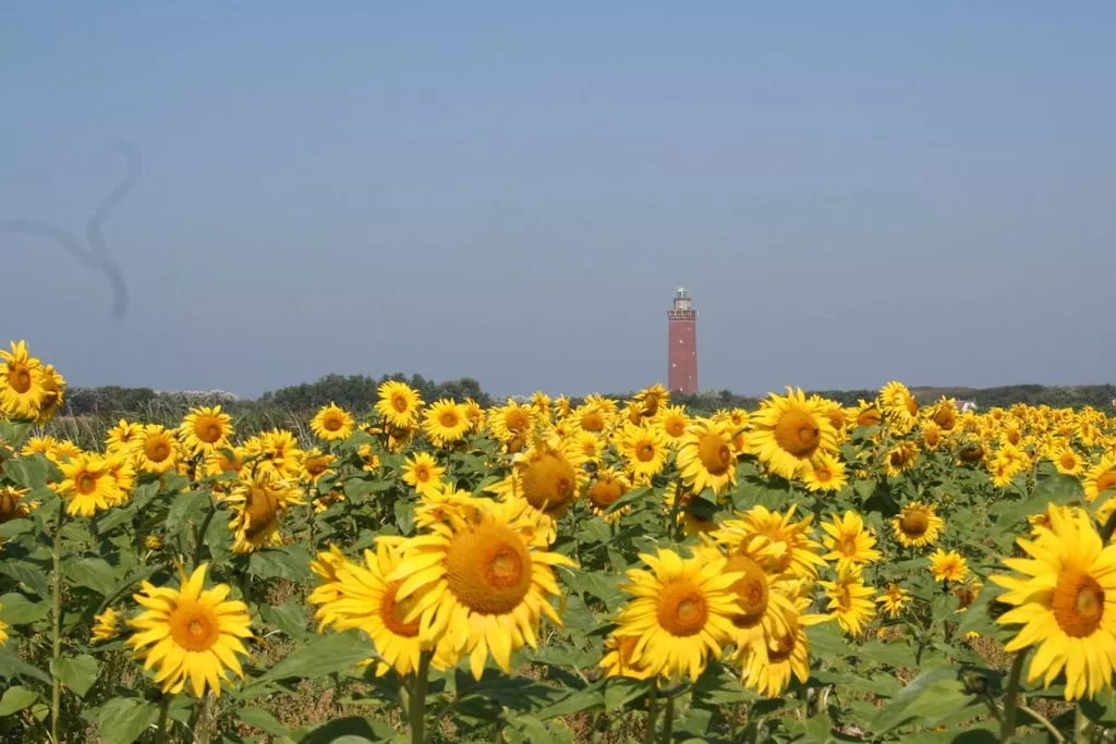 261097-Gebieden zomer 5km