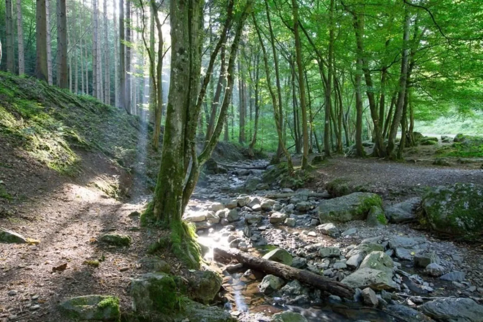 Comet 27 Lodges-Gebieden zomer 5km