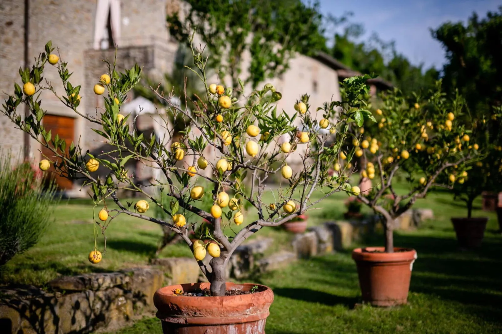 Villa il Gelso-Sfeer